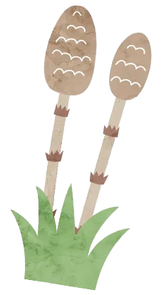 つくし