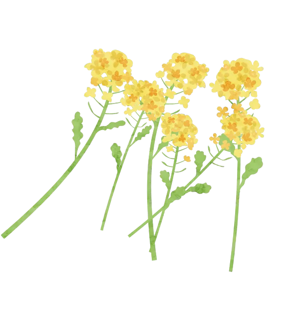 黄色い花イラスト